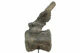 Fossil Sauropod Caudal Vertebra with Metal Stand - Colorado #335457-3